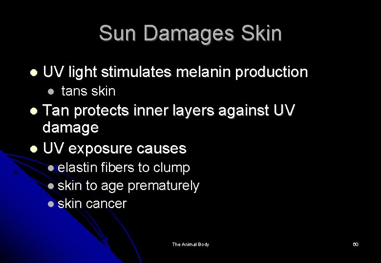 Sun Damages Skin UV light stimulates melanin production tans skin Tan protects inner layers