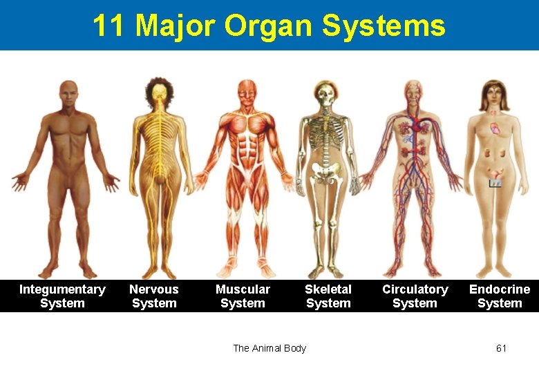 11 Major Organ Systems Integumentary System Nervous System Muscular System Skeletal System The Animal