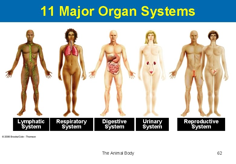 11 Major Organ Systems Lymphatic System Respiratory System Digestive System The Animal Body Urinary