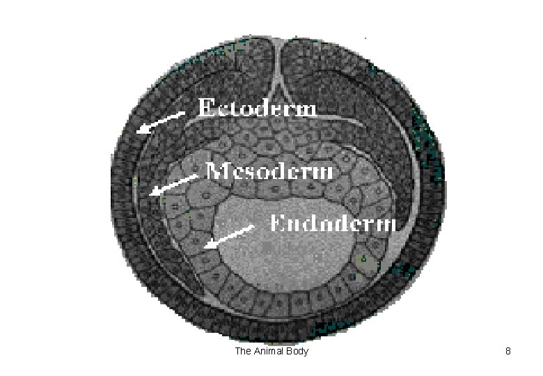 The Animal Body 8 