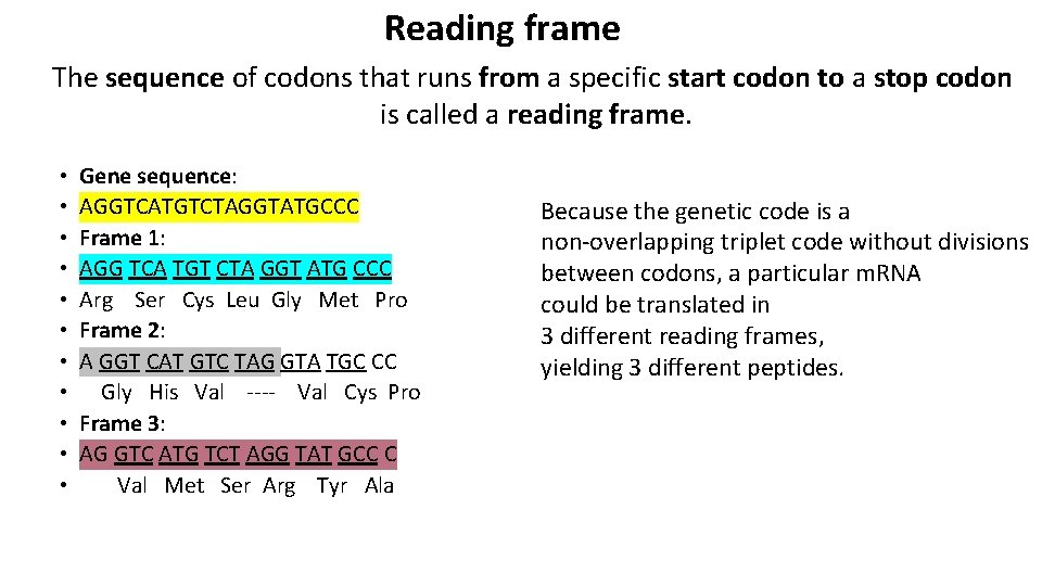 Reading frame The sequence of codons that runs from a specific start codon to