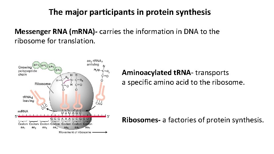 The major participants in protein synthesis Messenger RNA (m. RNA)- carries the information in