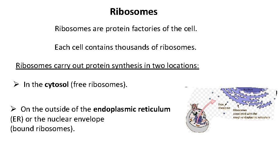 Ribosomes are protein factories of the cell. Each cell contains thousands of ribosomes. Ribosomes
