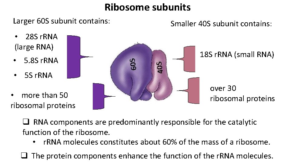 Ribosome subunits Larger 60 S subunit contains: • 28 S r. RNA (large RNA)
