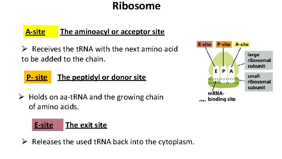 Ribosome A-site The aminoacyl or acceptor site Ø Receives the t. RNA with the