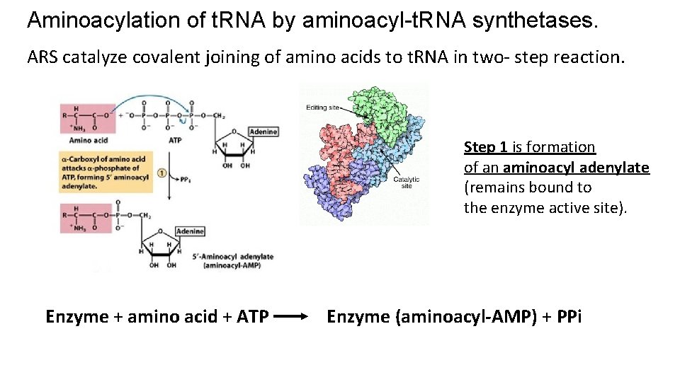 Aminoacylation of t. RNA by aminoacyl-t. RNA synthetases. ARS catalyze covalent joining of amino