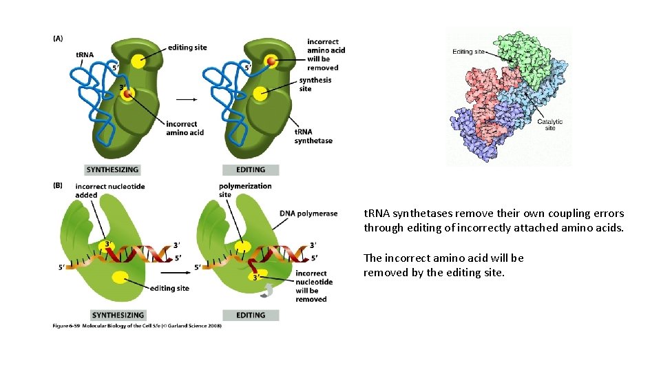 t. RNA synthetases remove their own coupling errors through editing of incorrectly attached amino