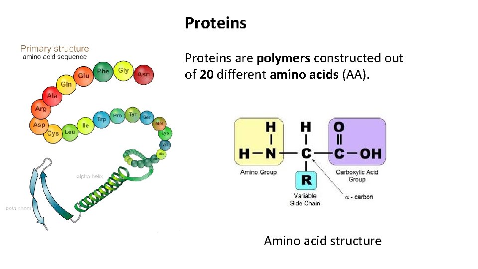 Proteins are polymers constructed out of 20 different amino acids (AA). Amino acid structure