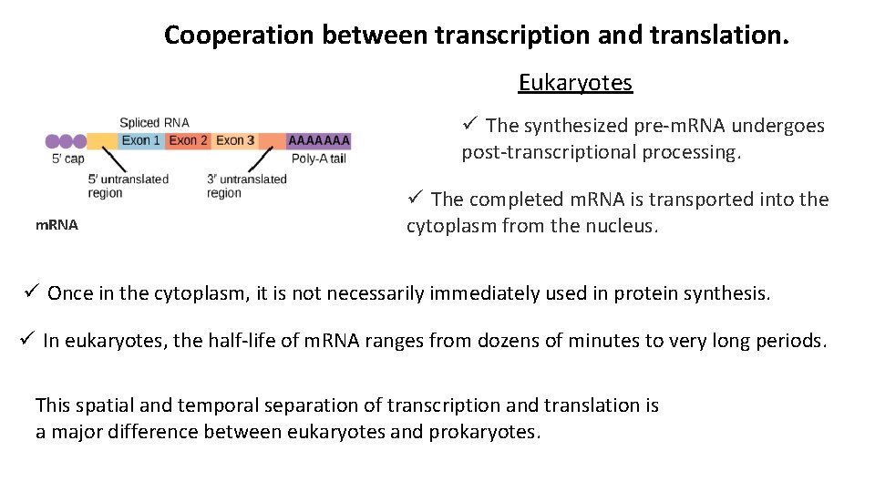 Cooperation between transcription and translation. Eukaryotes ü The synthesized pre-m. RNA undergoes post-transcriptional processing.