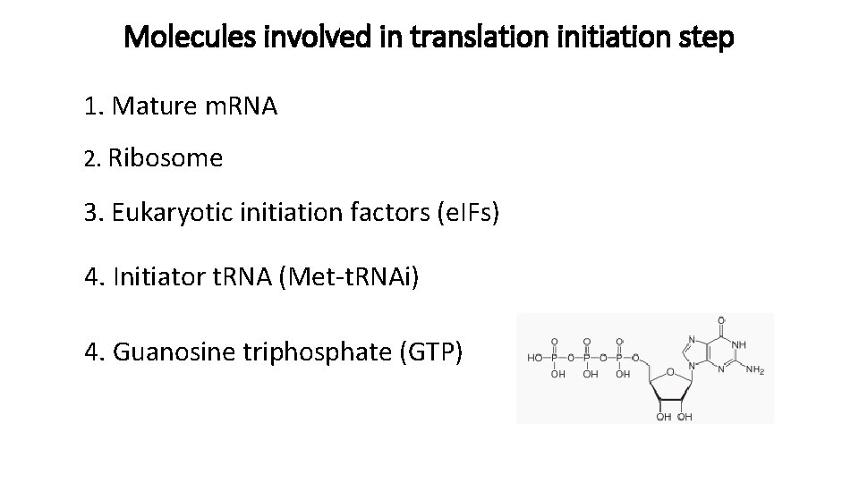 Molecules involved in translation initiation step 1. Mature m. RNA 2. Ribosome 3. Eukaryotic