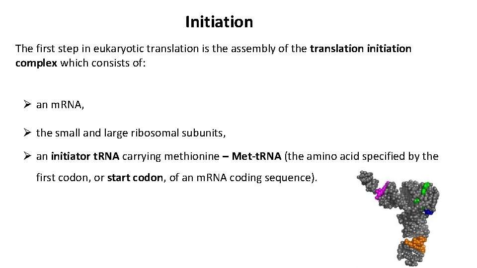 Initiation The first step in eukaryotic translation is the assembly of the translation initiation