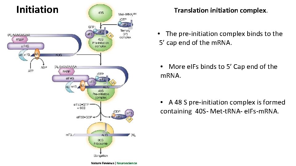 Initiation Translation initiation complex. • The pre-initiation complex binds to the 5’ cap end