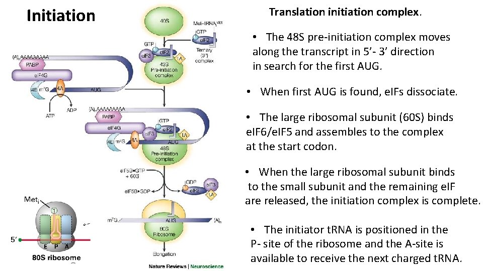 Initiation Translation initiation complex. • The 48 S pre-initiation complex moves along the transcript