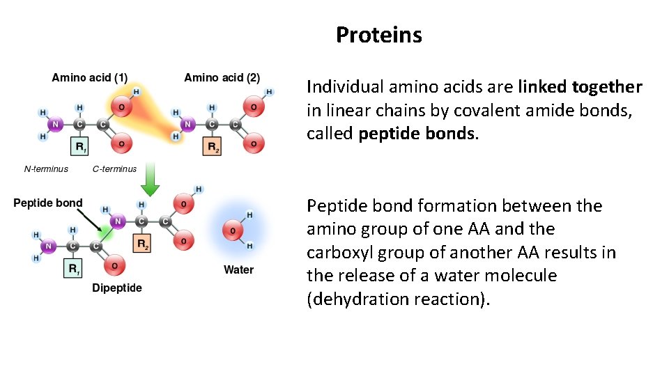 Proteins Individual amino acids are linked together in linear chains by covalent amide bonds,