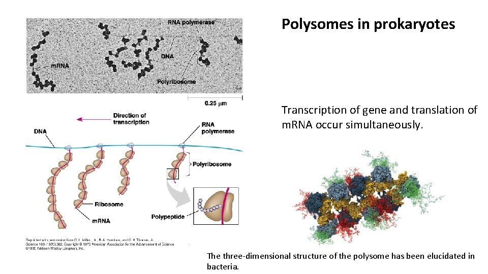 Polysomes in prokaryotes Transcription of gene and translation of m. RNA occur simultaneously. The