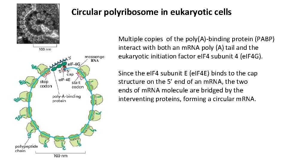 Circular polyribosome in eukaryotic cells Multiple copies of the poly(A)-binding protein (PABP) interact with