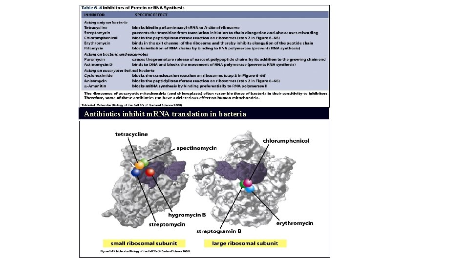 Antibiotics inhibit m. RNA translation in bacteria 