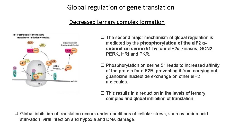 Global regulation of gene translation Decreased ternary complex formation q The second major mechanism