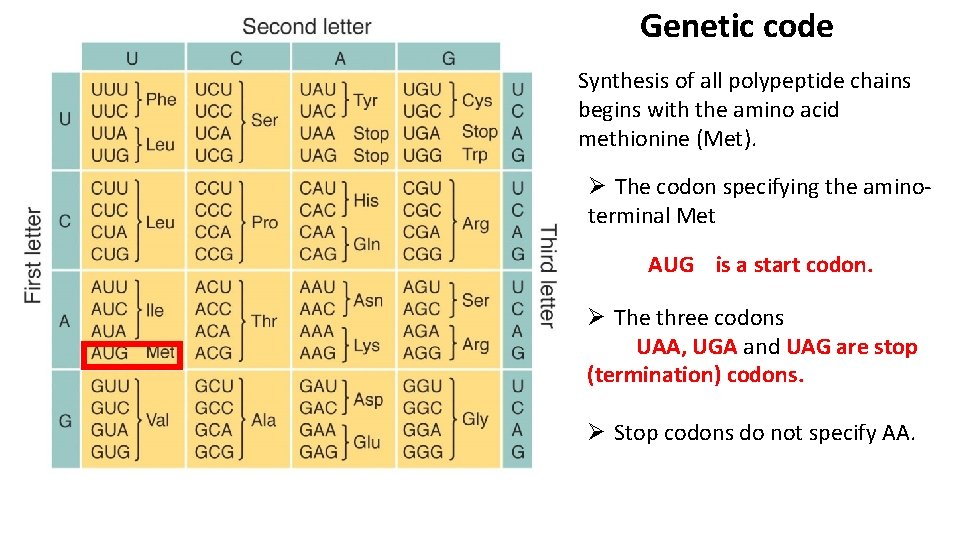 Genetic code Synthesis of all polypeptide chains begins with the amino acid methionine (Met).