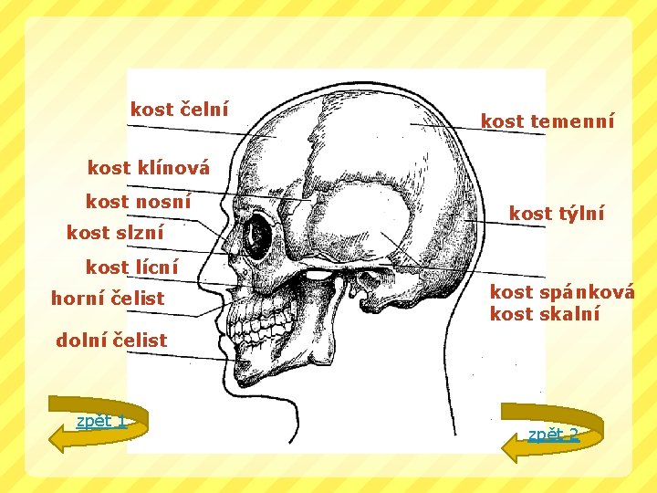 kost čelní kost temenní kost klínová kost nosní kost slzní kost týlní kost lícní