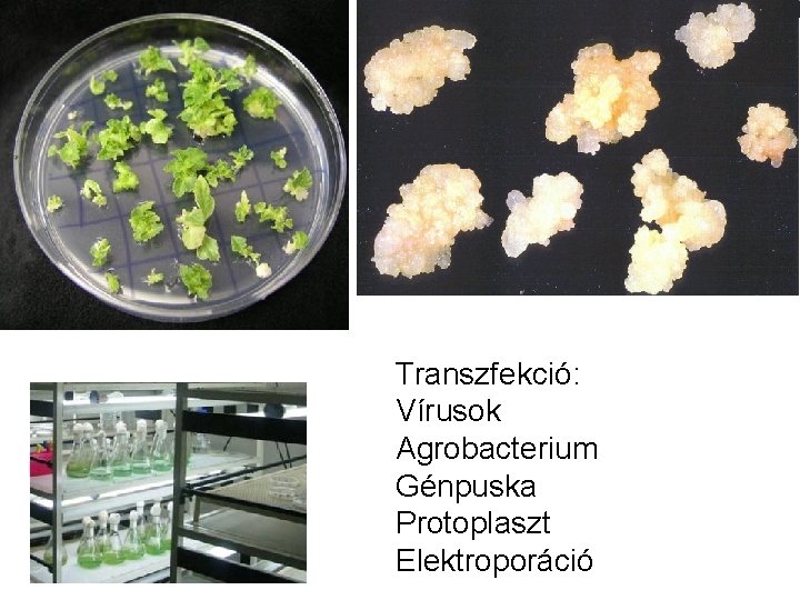 Transzfekció: Vírusok Agrobacterium Génpuska Protoplaszt Elektroporáció 