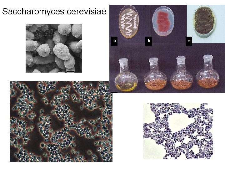 Saccharomyces cerevisiae 