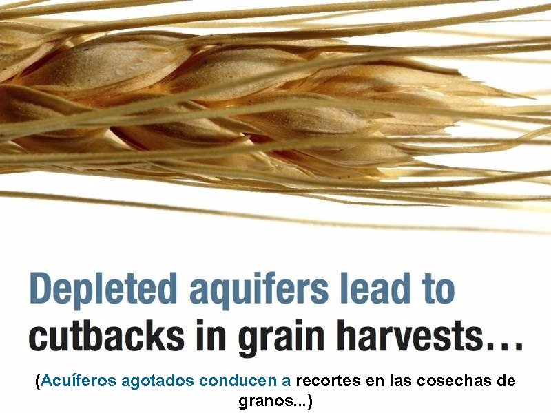 (Acuíferos agotados conducen a recortes en las cosechas de granos. . . ) 