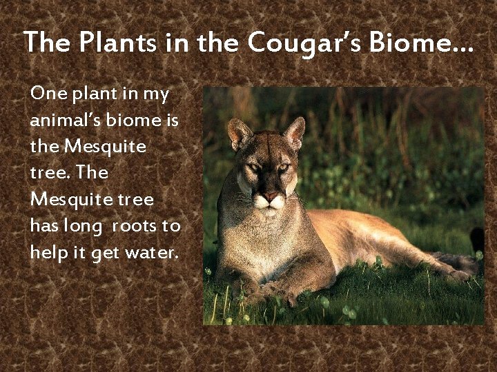 The Plants in the Cougar’s Biome… One plant in my animal’s biome is the
