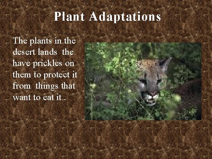 Plant Adaptations The plants in the desert lands the have prickles on them to