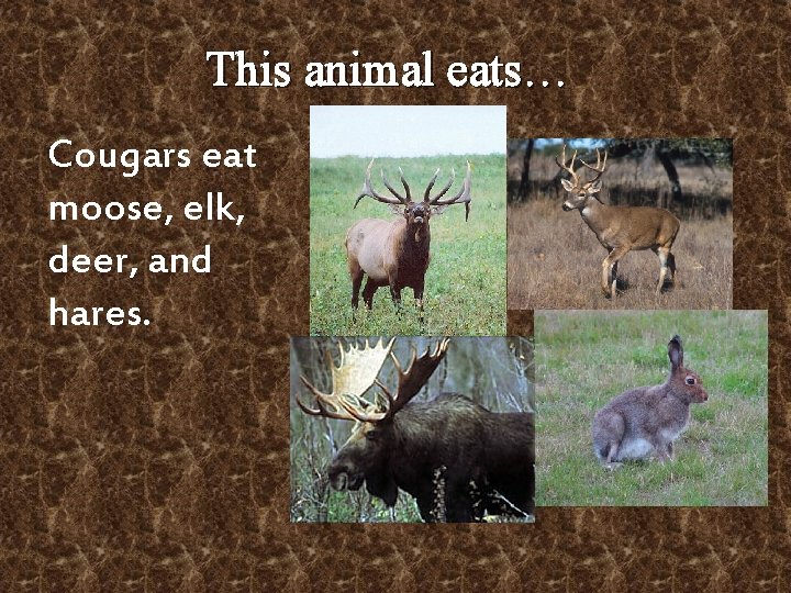 This animal eats… Cougars eat moose, elk, deer, and hares. 