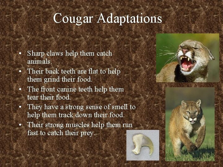 Cougar Adaptations • Sharp claws help them catch animals. • Their back teeth are