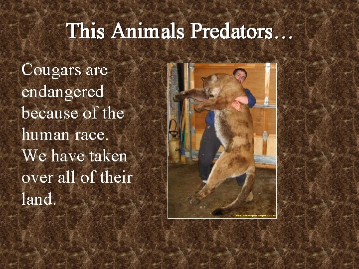 This Animals Predators… Cougars are endangered because of the human race. We have taken