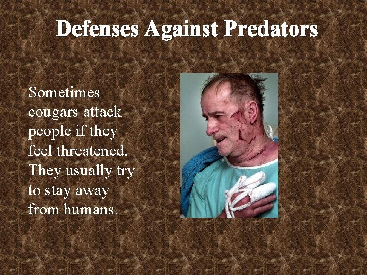 Defenses Against Predators Sometimes cougars attack people if they feel threatened. They usually try