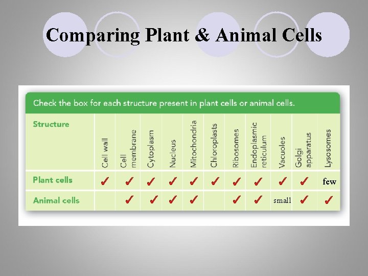 Comparing Plant & Animal Cells few small 