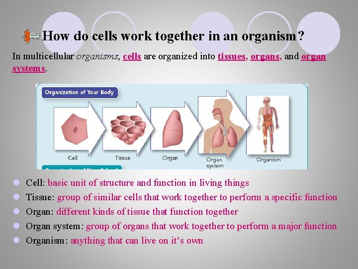 How do cells work together in an organism? In multicellular organisms, cells are organized