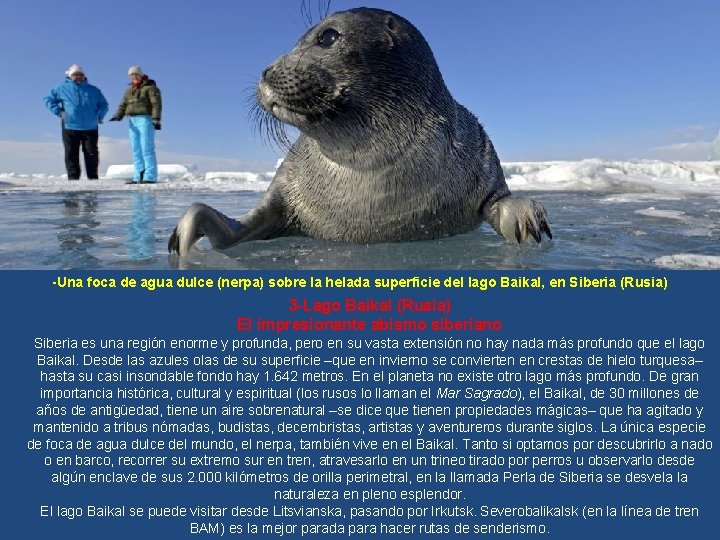 -Una foca de agua dulce (nerpa) sobre la helada superficie del lago Baikal, en