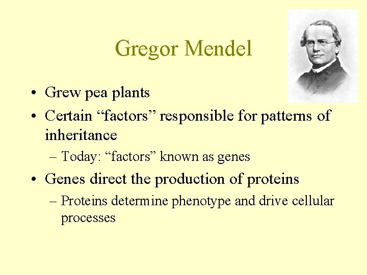 Gregor Mendel • Grew pea plants • Certain “factors” responsible for patterns of inheritance