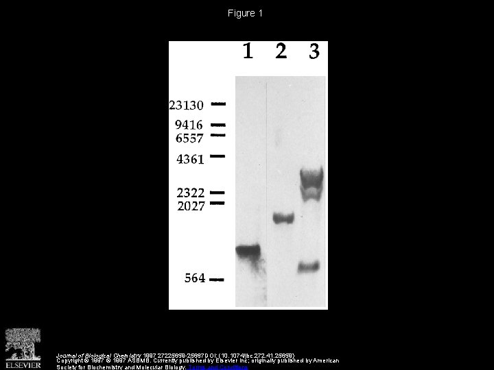 Figure 1 Journal of Biological Chemistry 1997 27225659 -25667 DOI: (10. 1074/jbc. 272. 41.