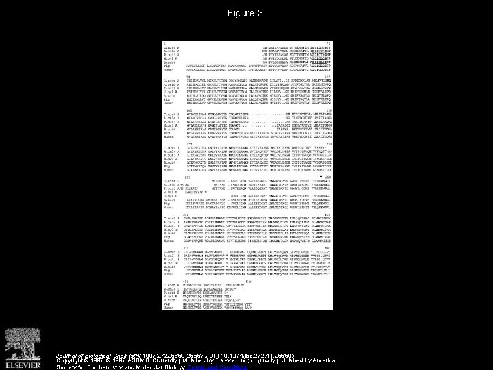 Figure 3 Journal of Biological Chemistry 1997 27225659 -25667 DOI: (10. 1074/jbc. 272. 41.