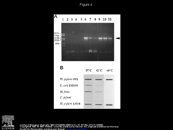 Figure 4 Journal of Biological Chemistry 1997 27225659 -25667 DOI: (10. 1074/jbc. 272. 41.