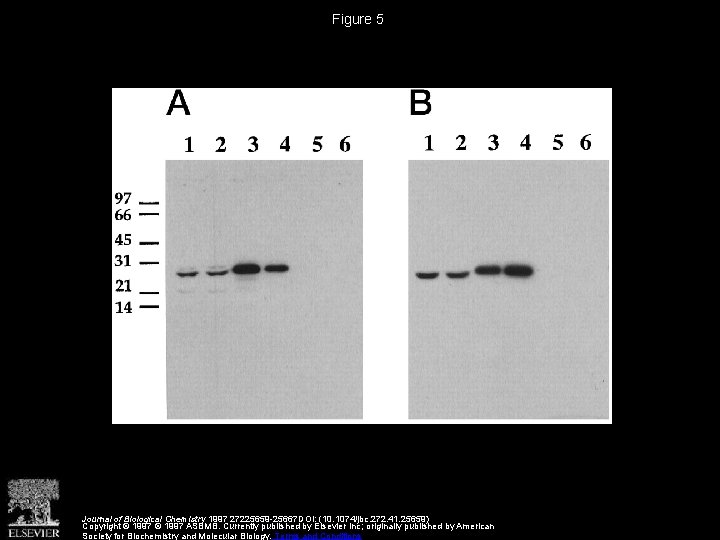 Figure 5 Journal of Biological Chemistry 1997 27225659 -25667 DOI: (10. 1074/jbc. 272. 41.