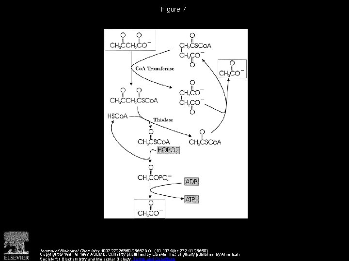 Figure 7 Journal of Biological Chemistry 1997 27225659 -25667 DOI: (10. 1074/jbc. 272. 41.