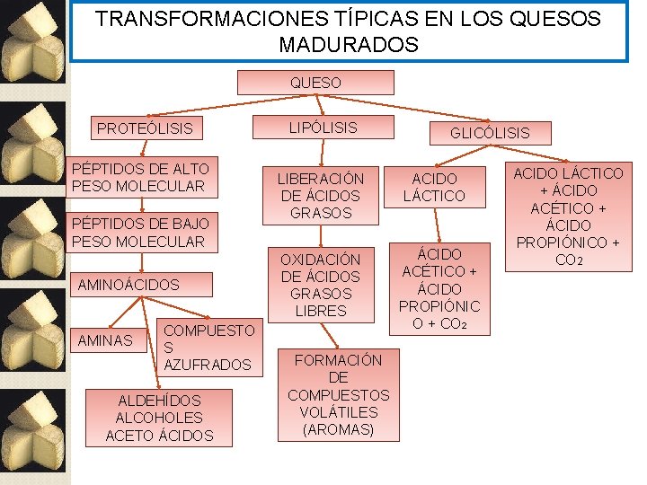 TRANSFORMACIONES TÍPICAS EN LOS QUESOS MADURADOS QUESO PROTEÓLISIS PÉPTIDOS DE ALTO PESO MOLECULAR PÉPTIDOS