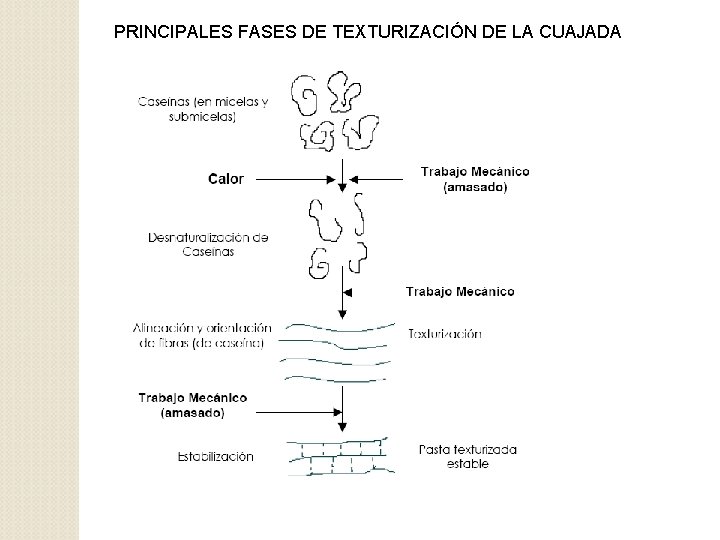 PRINCIPALES FASES DE TEXTURIZACIÓN DE LA CUAJADA 