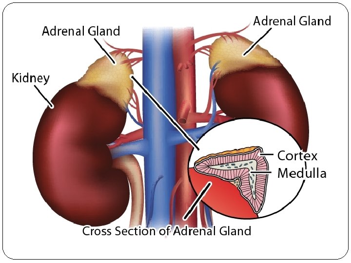 Adrenal Insufficiency Prof El Sayed Abdel Fattah Eid