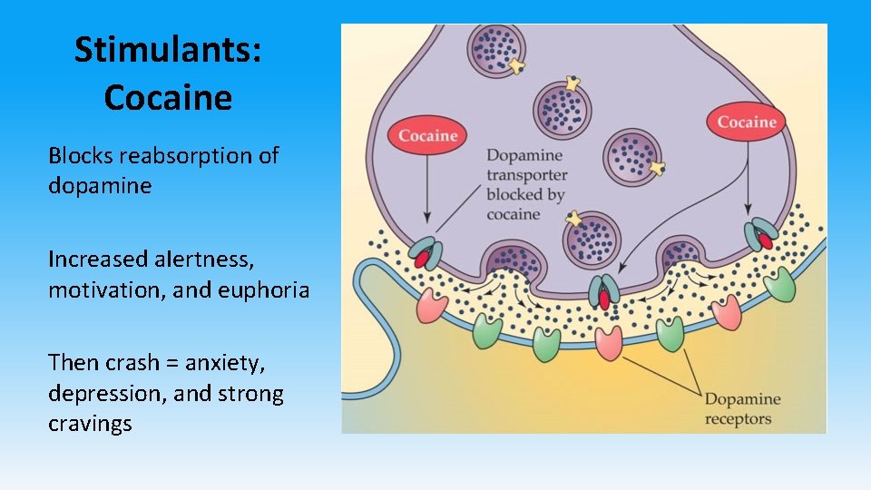 Stimulants: Cocaine Blocks reabsorption of dopamine Increased a. Iertness, motivation, and euphoria Then crash