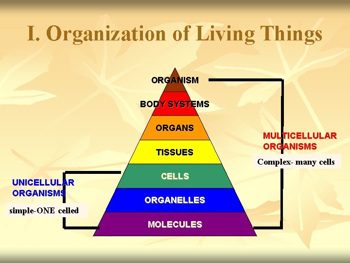 I. Organization of Living Things ORGANISM BODY SYSTEMS ORGANS TISSUES UNICELLULAR ORGANISMS CELLS ORGANELLES