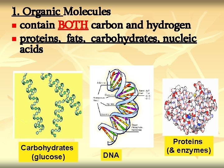 1. Organic Molecules n contain BOTH carbon and hydrogen n proteins, fats, carbohydrates, nucleic