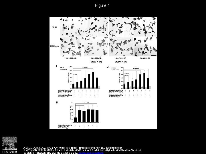 Figure 1 Journal of Biological Chemistry 2000 27540096 -40105 DOI: (10. 1074/jbc. M 006993200)