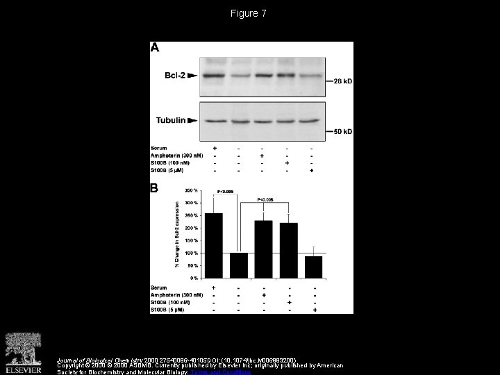 Figure 7 Journal of Biological Chemistry 2000 27540096 -40105 DOI: (10. 1074/jbc. M 006993200)